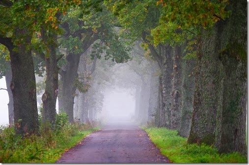 path-going-to-mist-way-jacglenphoto