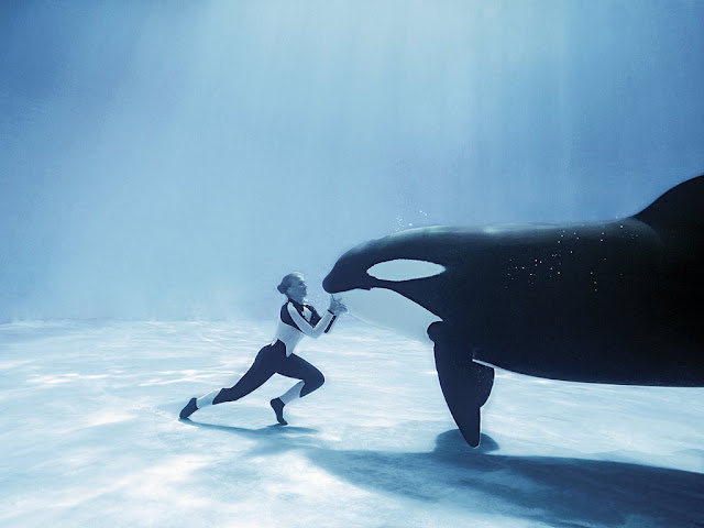 Divers Dwarfed by Whales And Sharks Seen On www.coolpicturegallery.us