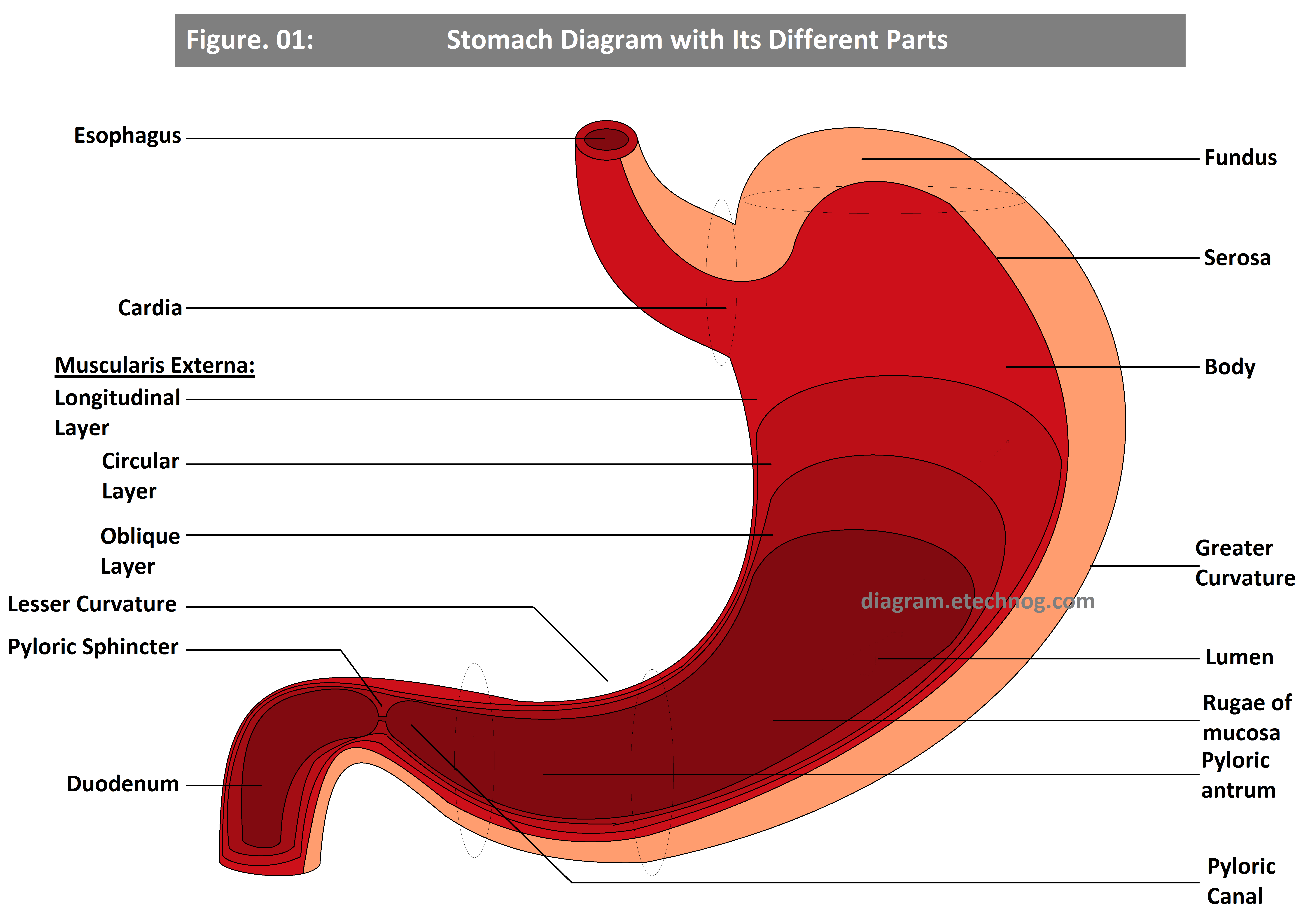 Stomach Diagram Labelled with its different parts