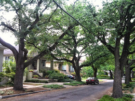 Oak Trees line a street in New Orleans.
