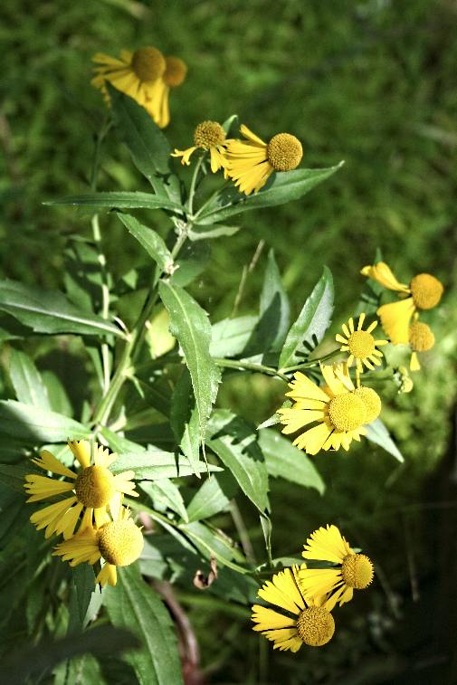 Swampsunflower.pkPFgr8PeaYd.jpg