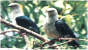 gambar burung pombo