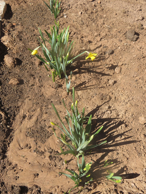 Zur Verabschiedung des Pfarrers strecken die Osterglocken noch ihre Köpfchen aus der Erde