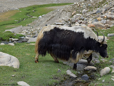 Yak_Zanskar_Ladakh_ici-colo.ro