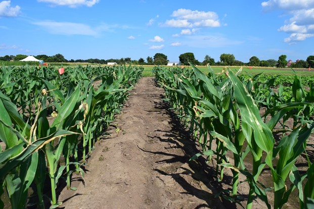 leaf burn urea corn