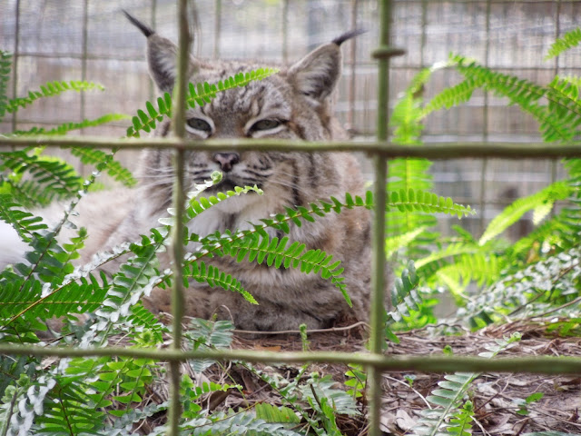 bobcat