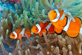 Clownfish in a Coral Reef