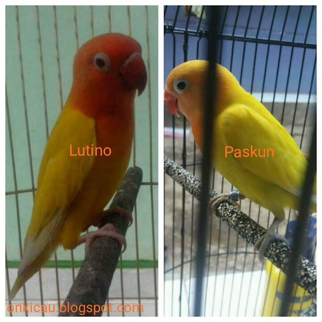 gambar lovebird lutino dan paskun