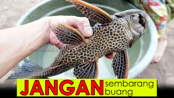 WAJIB Lakukan Ini Jika Ikan Sapu Jagat Sudah Tidak Lagi Digunakan di Aquarium Ikan Mas Koki!