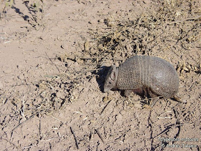 Quirquincho bola Tolypeutes matacus