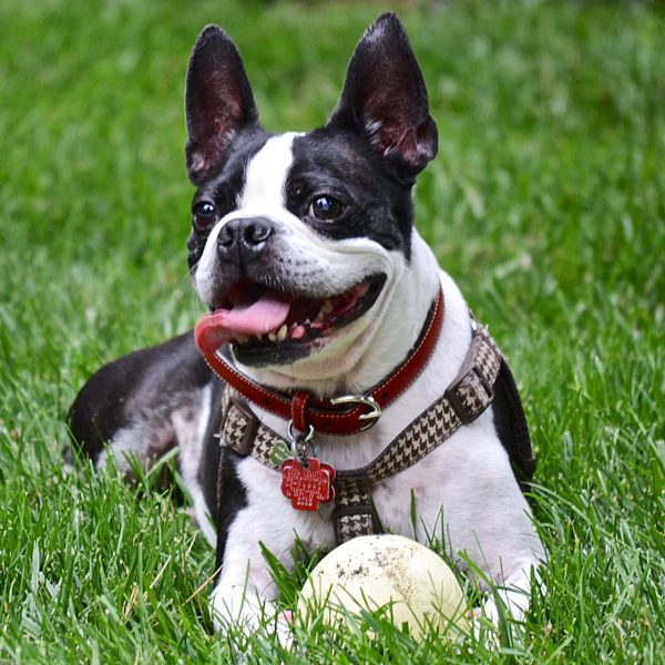 boston-terrier-list-trend