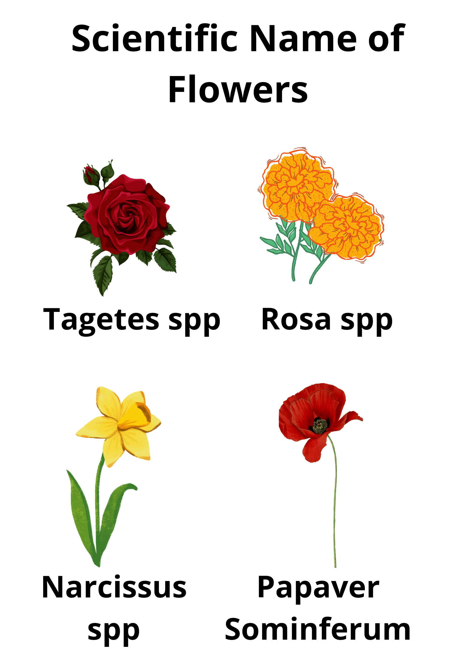 Scientific Name of Flowers : फूलों के वैज्ञानिक नाम