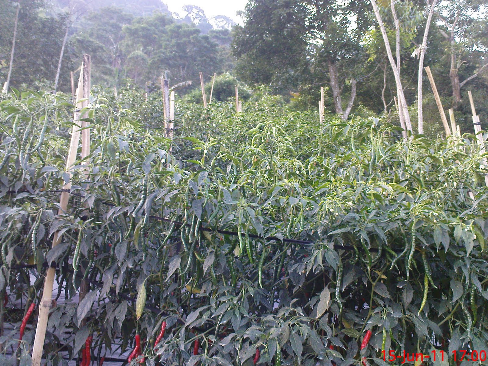 Gambar Sukses Bercocok Tanaman Cabe
