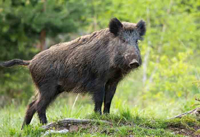 News, Kerala, attack, Injured, Police, Complaint, Animals, One Injured in Wild boar attack.