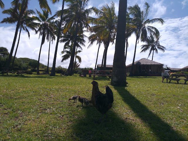 Gallinas sueltas en Anakena, Isla de Pascua