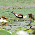 நீள வால் இலைக் கோழி [Pheasant-tailed Jacana ]