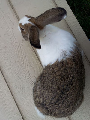 Dutch but he's actually mostly New Zealand with a bit of Flemish Giant