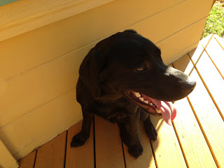 Coach panting by the side of the house.  He is looking off the right at Bo, who is not in the photo.