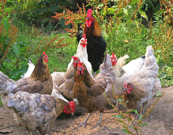 layer poultry, layer chicken farming, poultry farming, layer poultry farming, poultry rearing, commercial poultry farming, poultry farming for beginners, poultry farming business plan