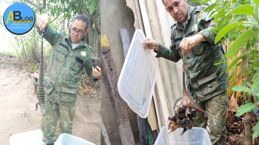 Prefeitura Municipal de São Francisco de Itabapoana - Guarda Ambiental  resgata capivara e dois filhotes de gambá