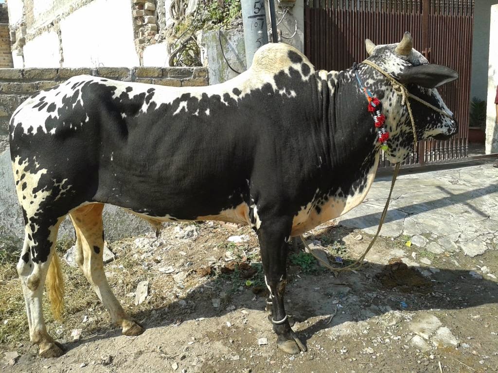 Bakra Eid 2013,Camel Qurbani,Eid Al Adha Mubarak,Cow 