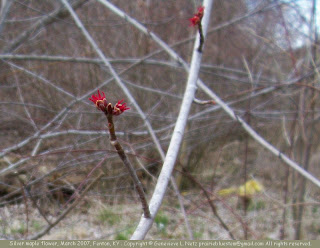 Silver maple flowers