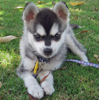 alaskan klee kai puppy breeds photo pets dog infomation