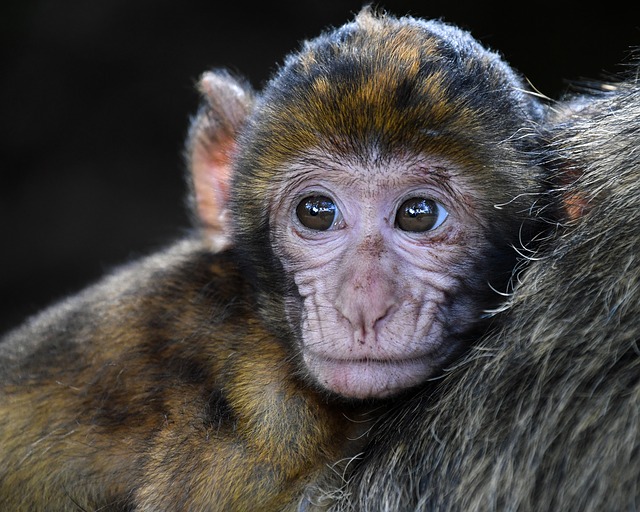 15 Fakta Unik Tentang Monyet yang membuat Kamu banyak ilmu 