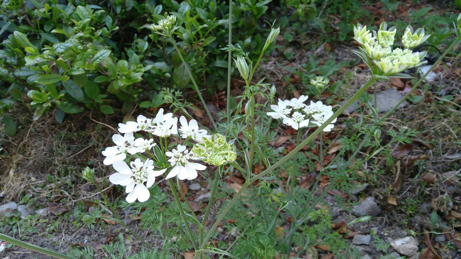 真殿 元気母さん 初めての花が開花