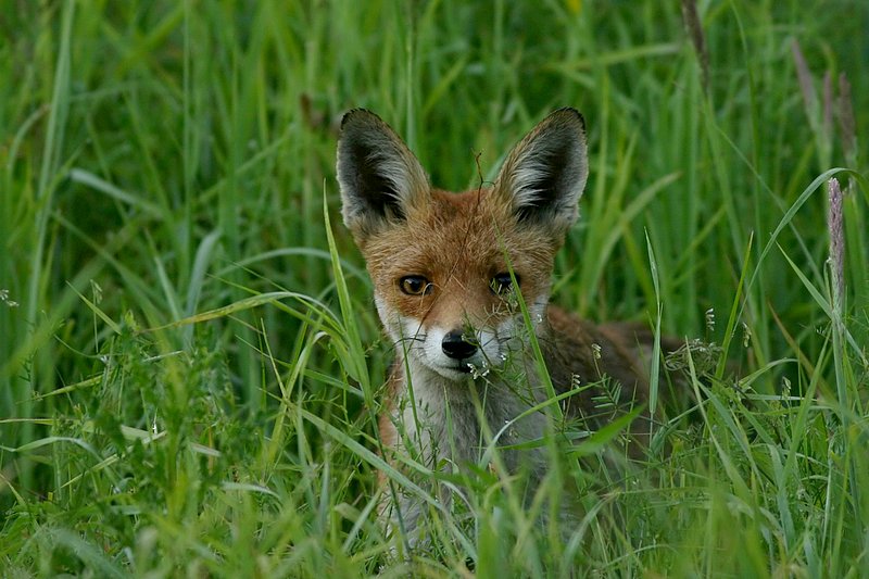 Wildlife tourists are mostfound in that country where there are deep ...