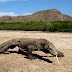 Komodo