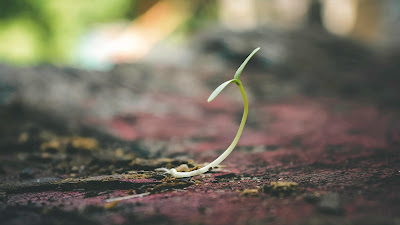Green plant sprouting from dry soil as a symbol of inner growth