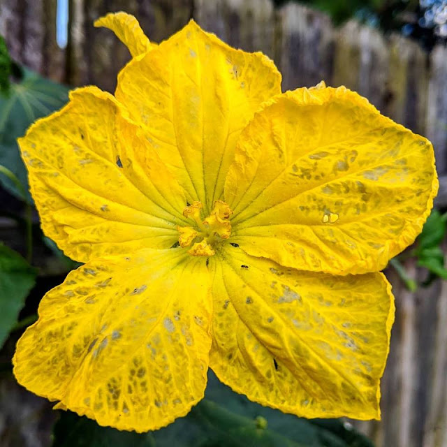 Tatty Winter Squash Blossom