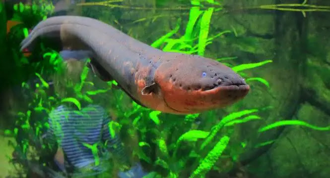 Electric Fish - Shocking Deadliest Electric Fish Species