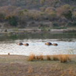 View album