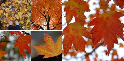 View Leaves