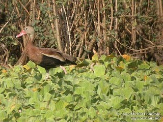 siriri de vientre negro Dendrocygna autumnalis patos de Argentina