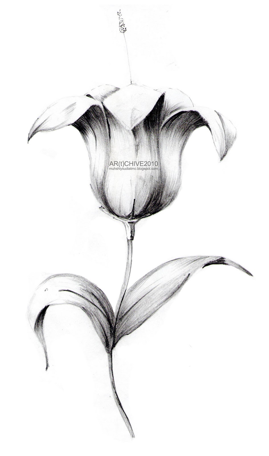 Gambar Menggambar Bunga Mawar Menggunakan Pensil Pemula 