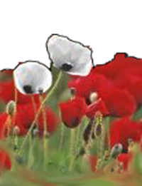 Flanders poppies - war and peace copy