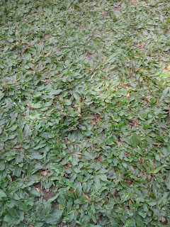 Jual Rumput Gajah Mini Hijau