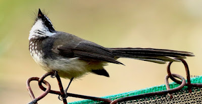 "Spot-breasted Fantail , resident on garden fence."