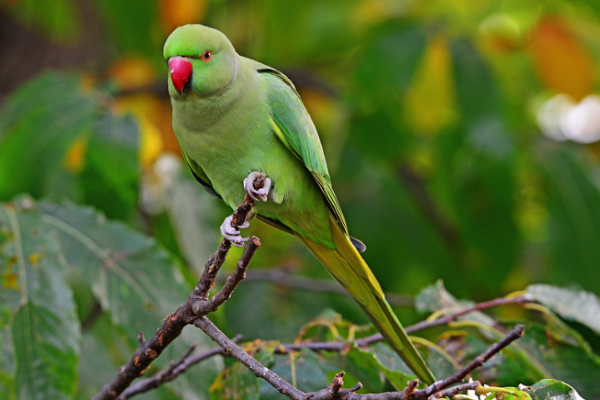 23 Gambar Burung Cantik Dan Indah Di Dunia Kumpulanaplikasi