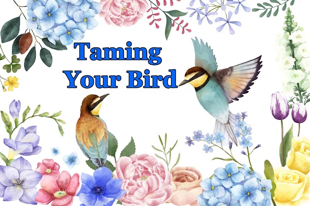 Taming Your Bird