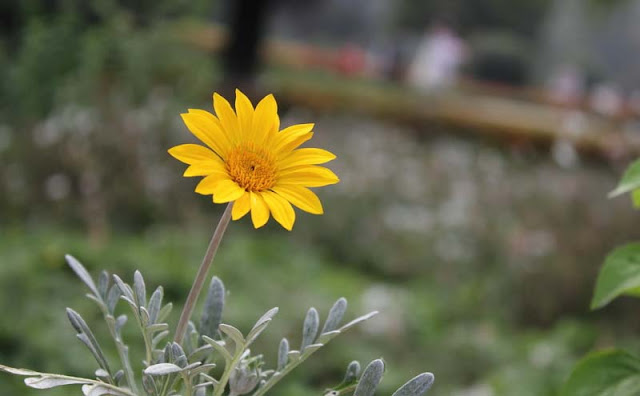 Gazania Flowers Pictures