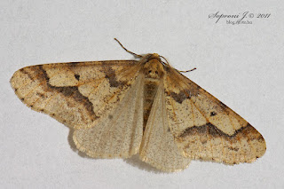 Nagy téliaraszoló (Erannis defoliaria)