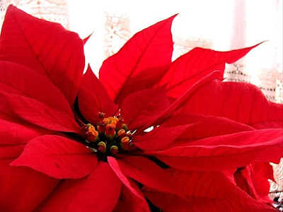 free poinsettia christmas wallpaper