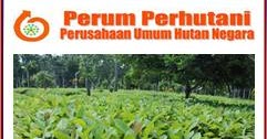 Lowongan Kerja Perum Perhutani 2021 2022 Untuk Slta D3 S1 Kerja Dan Usaha 2021 2022
