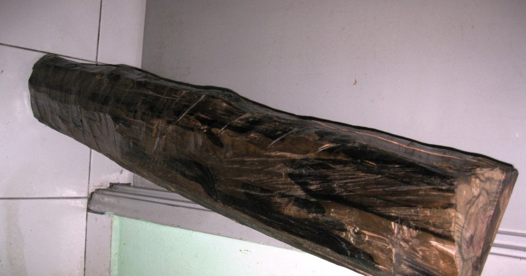 Bangsa Agong: kemuning hitam pokok hidup for sale