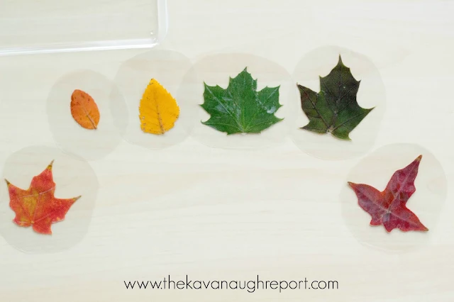 Laminate a rainbow of leaves for a fun fall themed Montessori inspired work