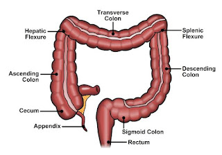 Colon is the part of large intestine from Cecum to rectum.